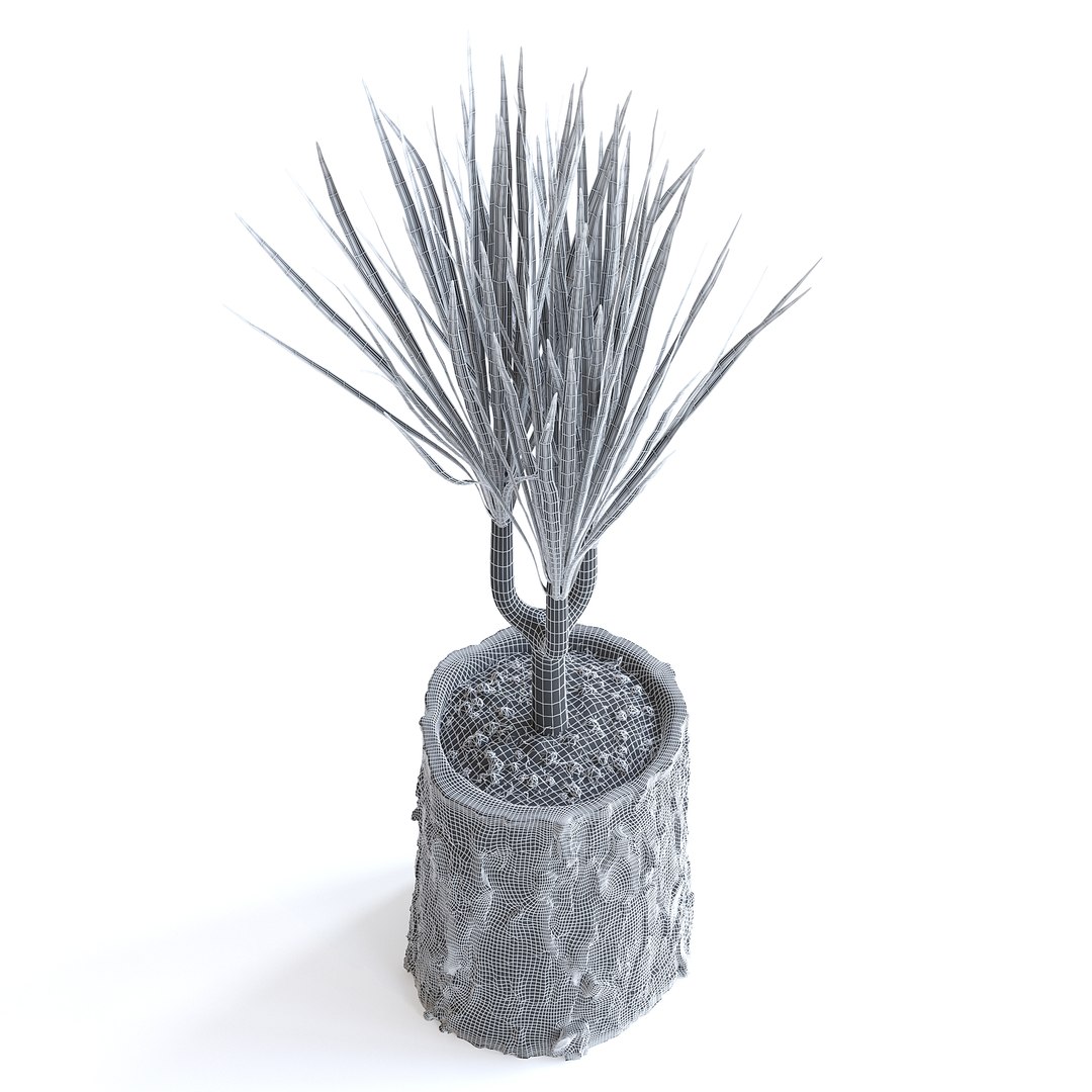 Dracena Plant 3D model https://p.turbosquid.com/ts-thumb/dK/4iUqL2/hH/147egridcopy/jpg/1644953177/1920x1080/fit_q87/5c53cddd195ee7eb5e29524887439083ce9af15e/147egridcopy.jpg
