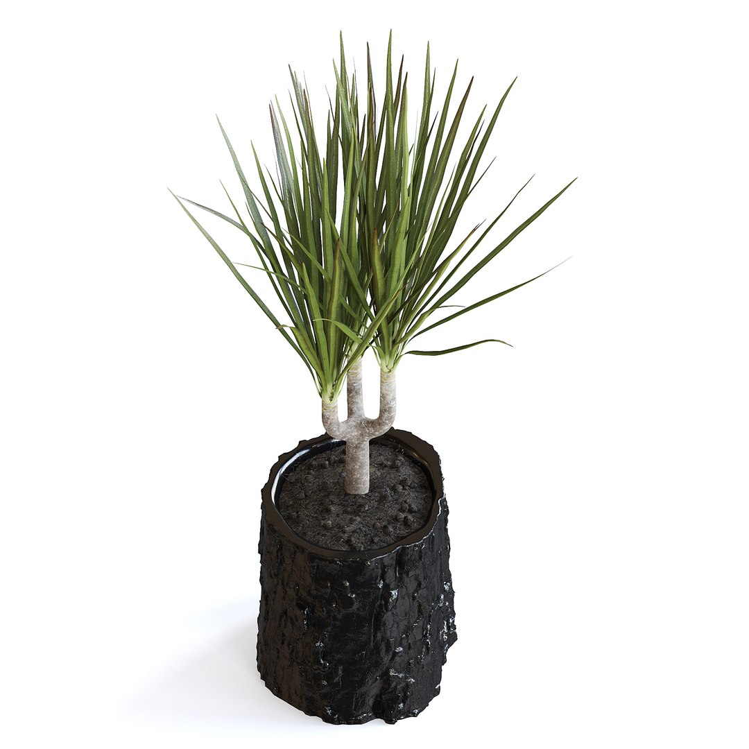 Dracena Plant 3D model https://p.turbosquid.com/ts-thumb/dK/4iUqL2/sV/147dcopy/jpg/1644953175/1920x1080/fit_q87/0b37afeeca1a3f587a9436c92ed3f3672782b30e/147dcopy.jpg