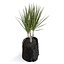 Usine de Dracena