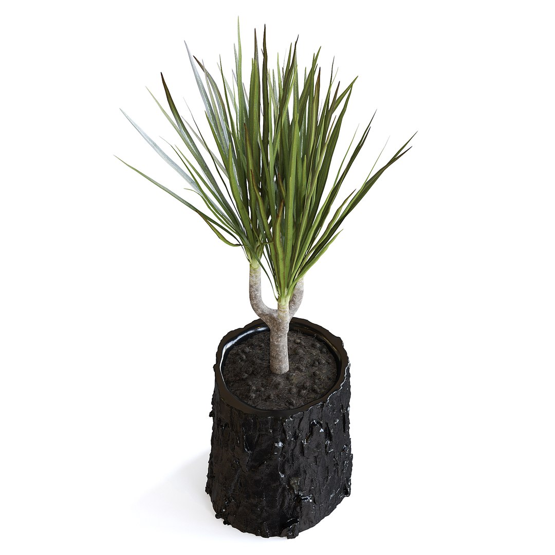 Dracena Plant 3D model https://p.turbosquid.com/ts-thumb/dK/4iUqL2/wn/147ecopy/jpg/1644953176/1920x1080/fit_q87/db81fcb092c335bb1fdbdf79a3f7eaaf8641d166/147ecopy.jpg