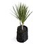 Usine de Dracena