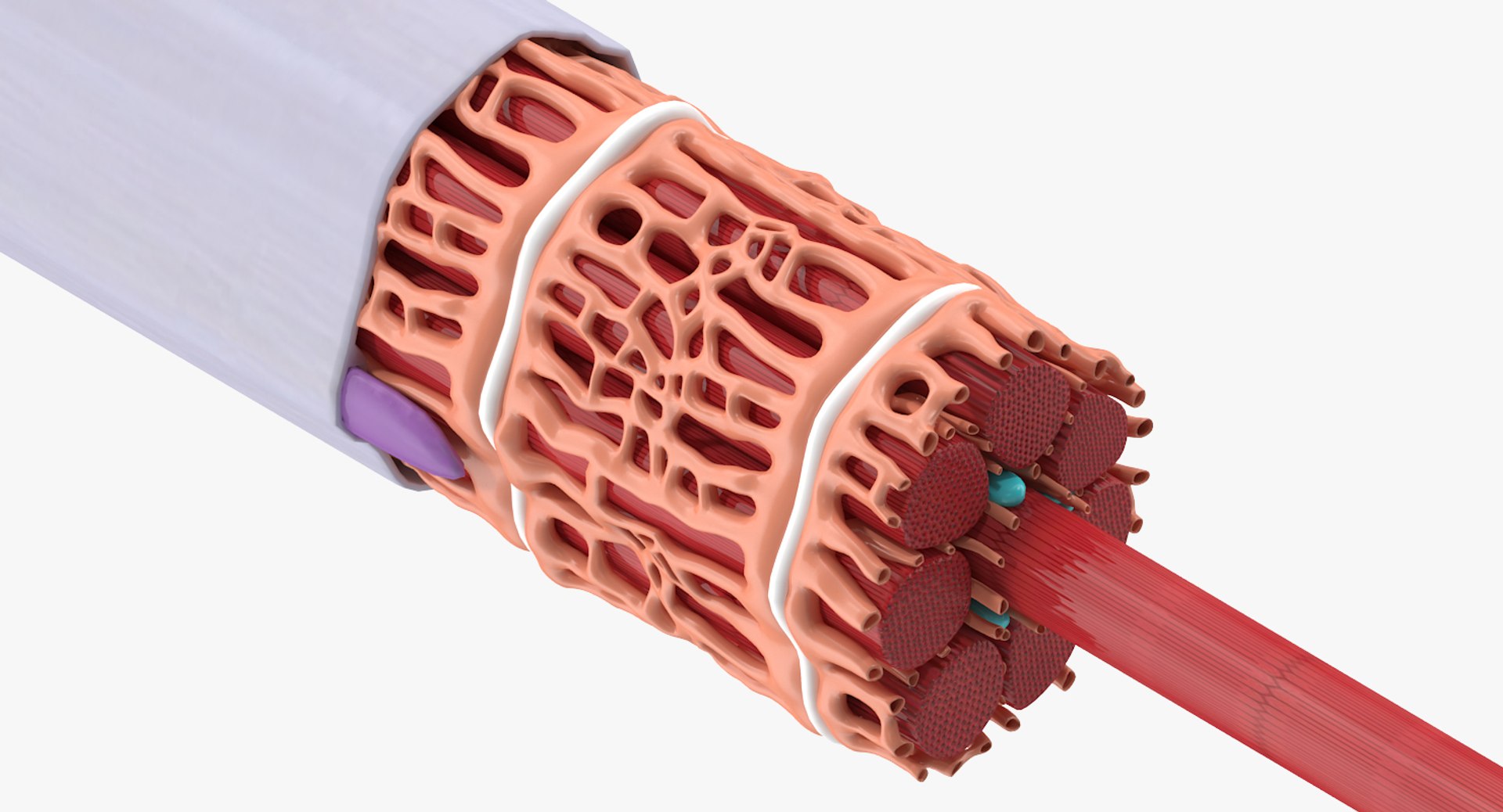 Muscle Cross Section Obj