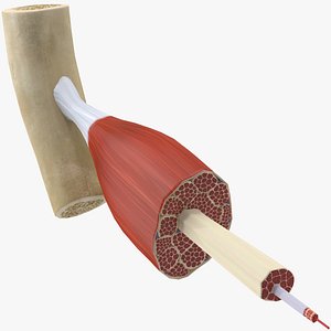 Muscle Cross-Section Anatomy
