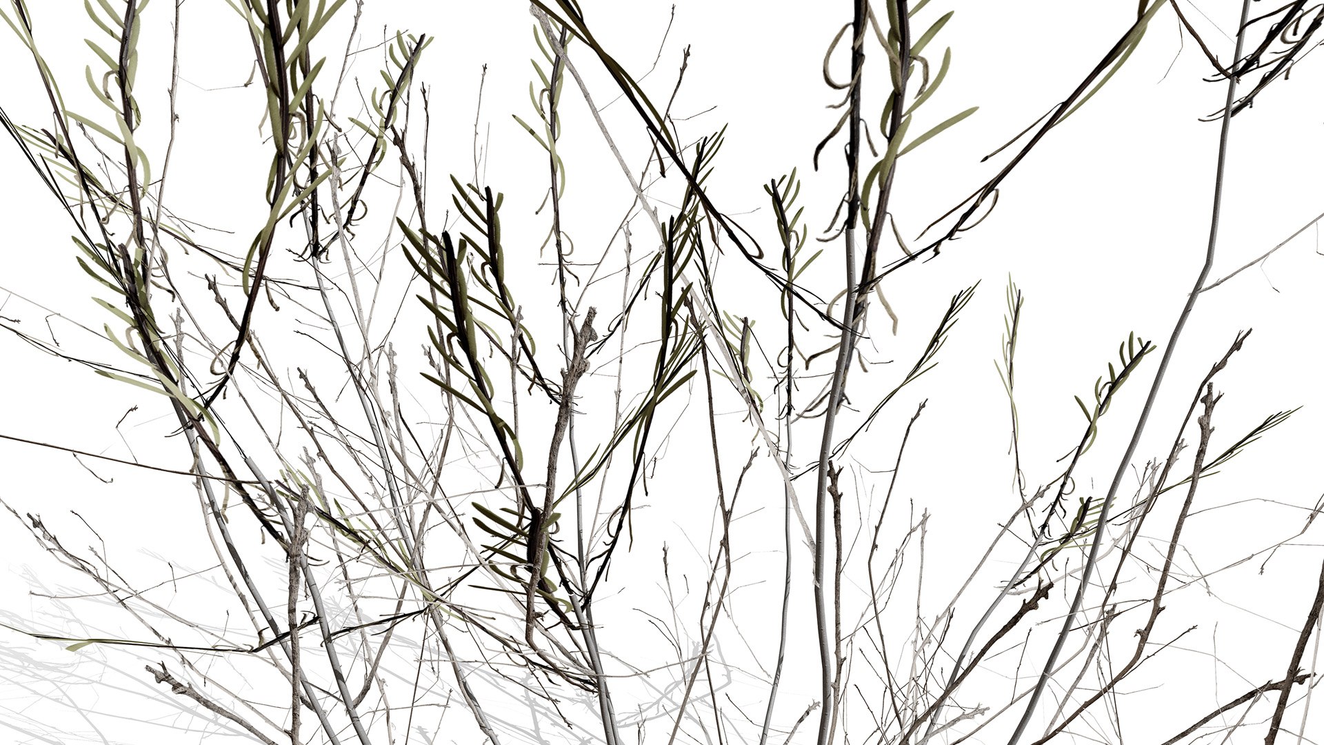 Cornulaca Arabica Desert Shrub 3D Model Pack model https://p.turbosquid.com/ts-thumb/dK/G4VMtp/6F/arabiancornulacaarabicahadthirdvariationz4l/jpg/1769376405/1920x1080/fit_q87/f70322f44baf9ef5241362e5103eca3540bbacf4/arabiancornulacaarabicahadthirdvariationz4l.jpg