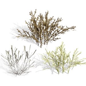 Cornulaca Arabica Desert Shrub 3D Model Pack model