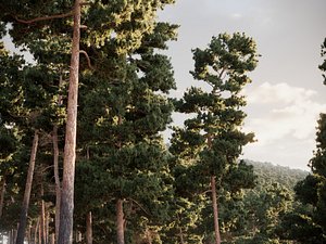 Pinus Syluestriformis Pack of 12 Pines 3D model