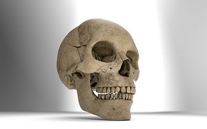 3D agedrealistichumanskullblend model