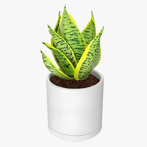 Variegated Snake Plant