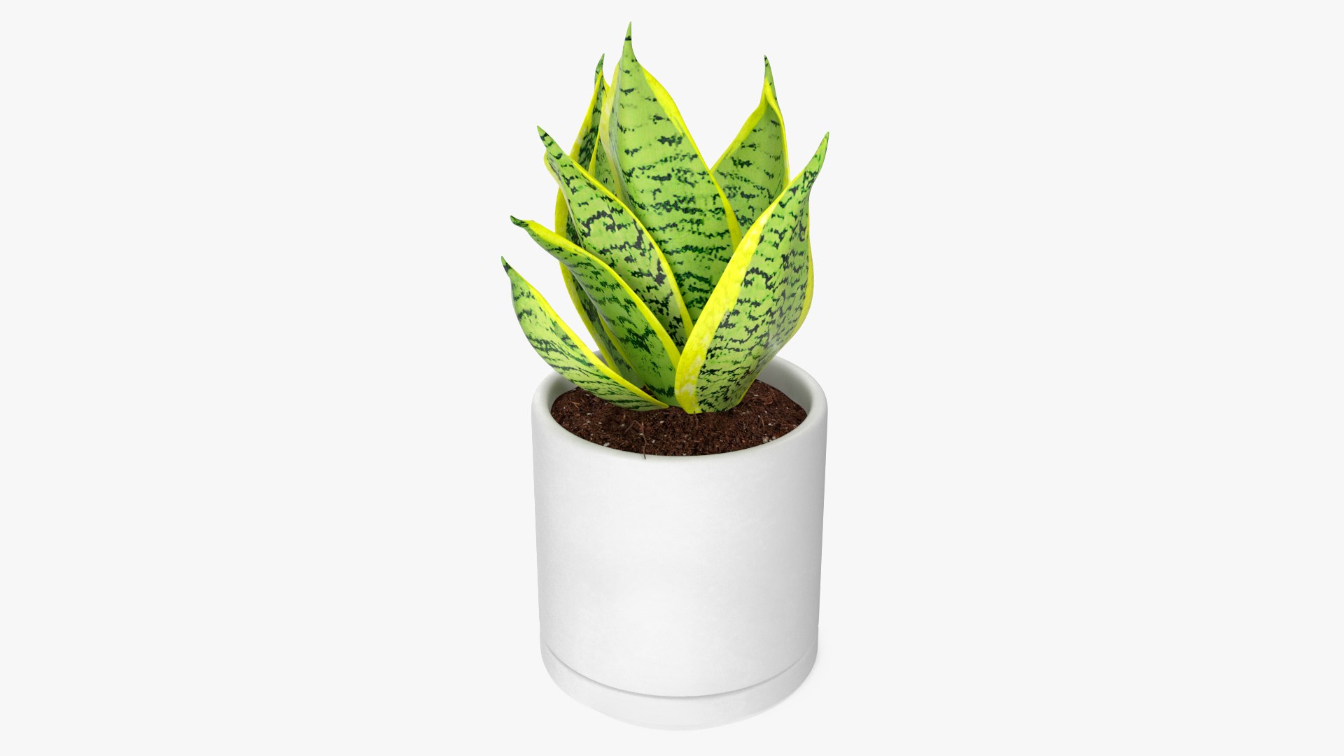 Variegated Snake Plant 3D model preview