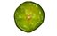 Green Tomato