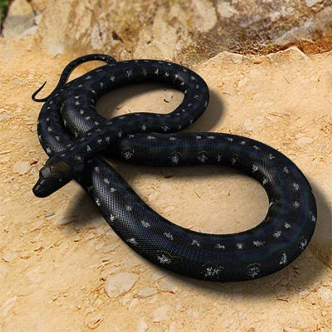 3d Black Python Snakes