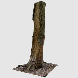 3D scan forest trunk