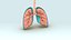 3d respiratory