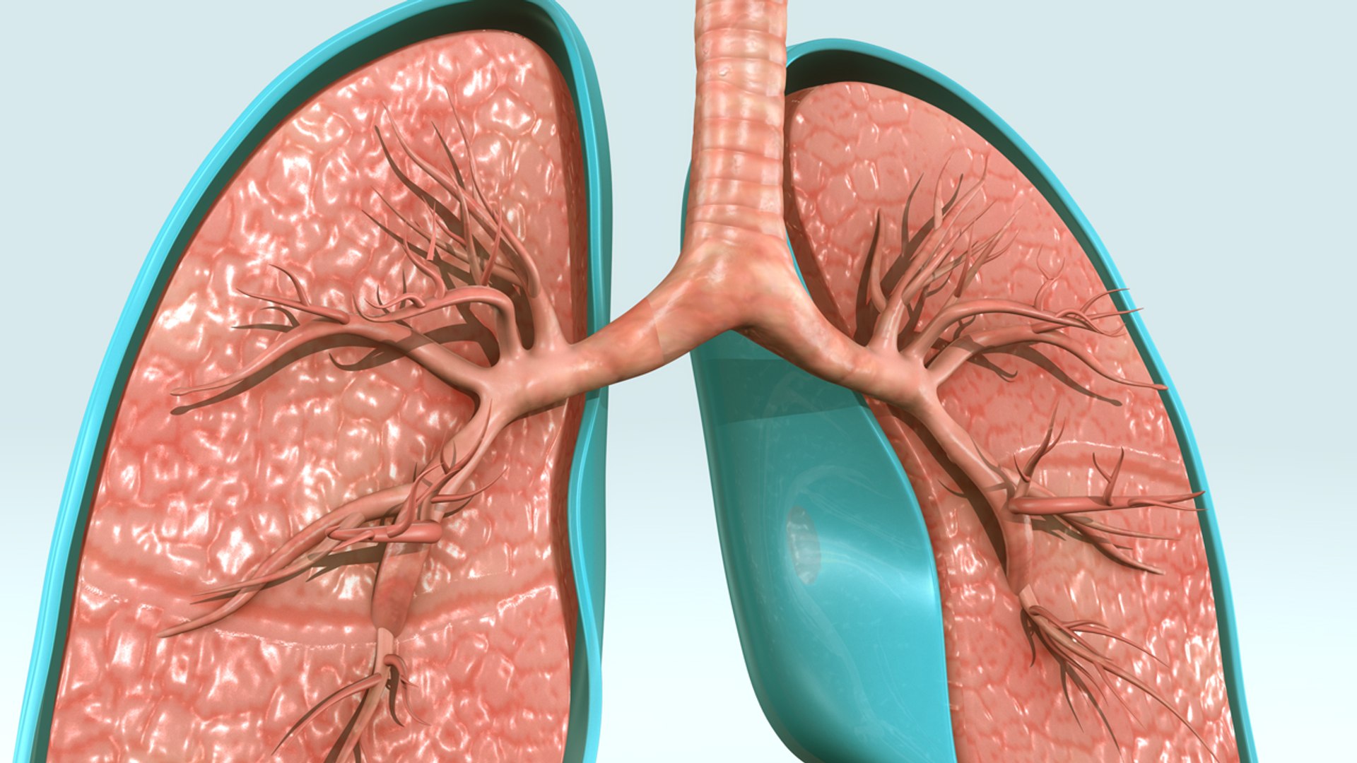 3d respiratory https://p.turbosquid.com/ts-thumb/dK/qLc4ap/r94bi7SH/b0264therespiratorysystem_top/jpg/1471437712/1920x1080/fit_q87/6ba4093da499812055f5a4aaaa3638ea730a521c/b0264therespiratorysystem_top.jpg