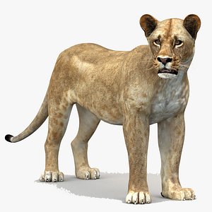 lioness 1 rigged lion 3d model