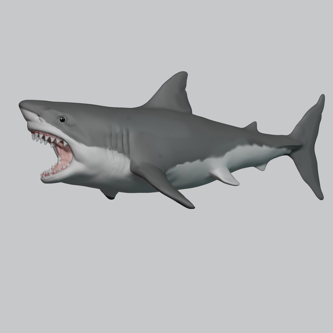 3D Great White Shark Rigged in Blender - TurboSquid 2009419