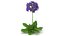 3D Purple Flowering Plants Collection
