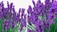 3D Purple Flowering Plants Collection