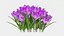 3D Purple Flowering Plants Collection