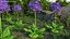 3D Purple Flowering Plants Collection