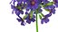 3D Purple Flowering Plants Collection