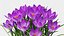 3D Purple Flowering Plants Collection