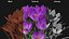 3D Purple Flowering Plants Collection