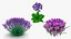 3D Purple Flowering Plants Collection