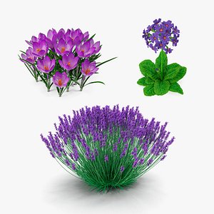 Purple Flowering Plants Collection