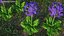 3D Purple Flowering Plants Collection