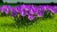 3D Purple Flowering Plants Collection