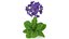 3D Purple Flowering Plants Collection