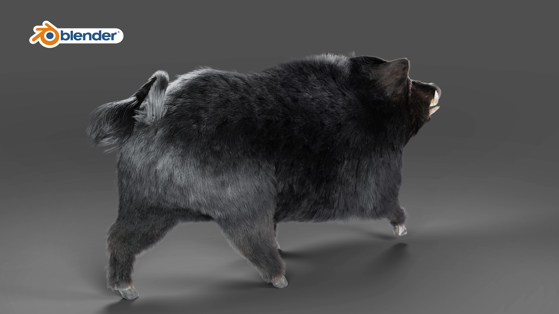 Fur Black Wild Boar Rigged In Blender Model - TurboSquid 1990661