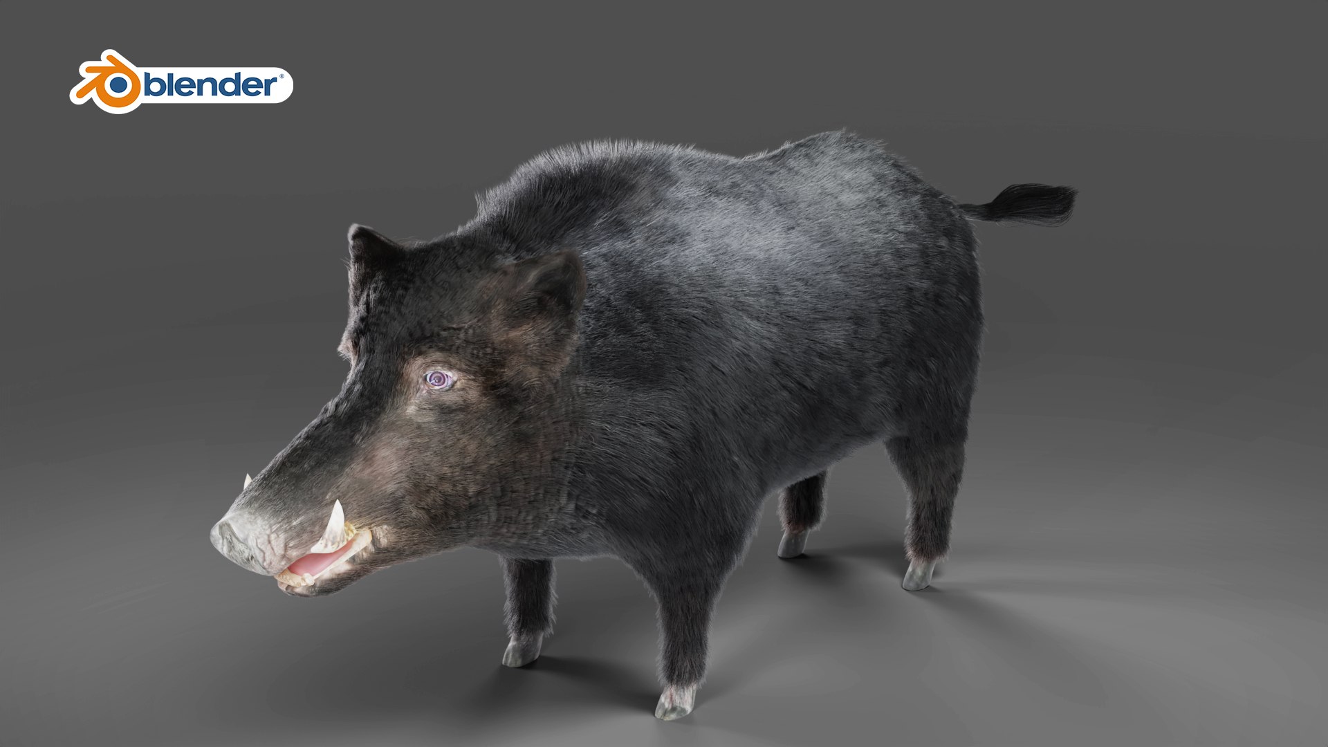 Fur Black Wild Boar Rigged In Blender Model - TurboSquid 1990661