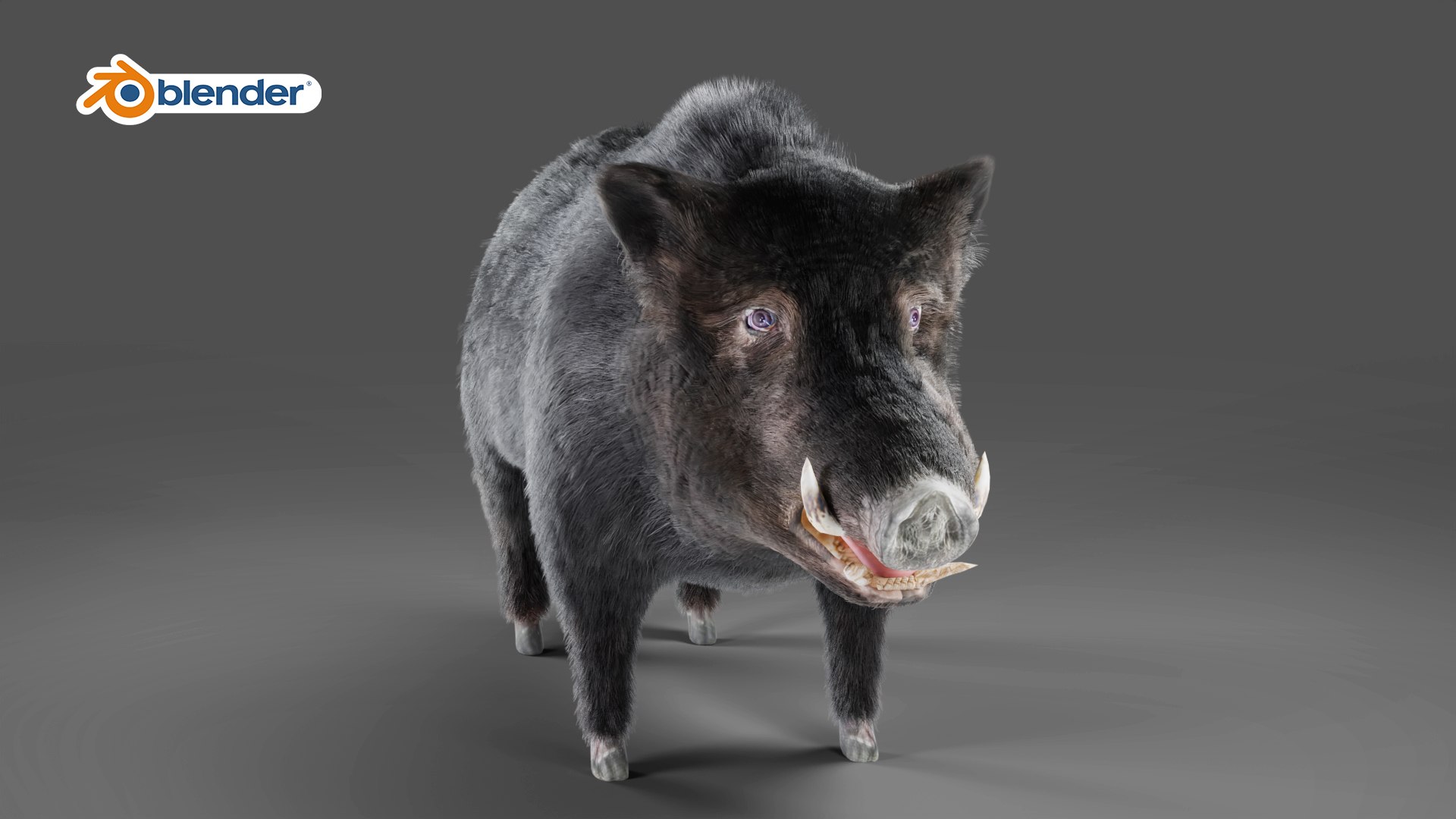 Fur Black Wild Boar Rigged In Blender Model - TurboSquid 1990661