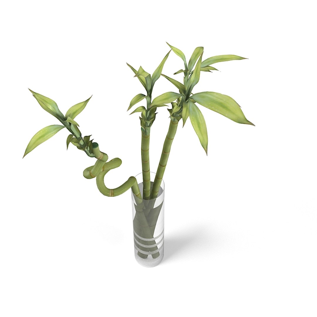 cactus planten Cactusdoos met 3 planten, h23cm met rustieke terracotta potten main image 1