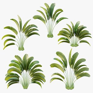 AV Plant Strelitzia Nicolai Palm Bush 01 3D model
