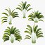 Plante AV Strelitzia Nicolai Palmier 01