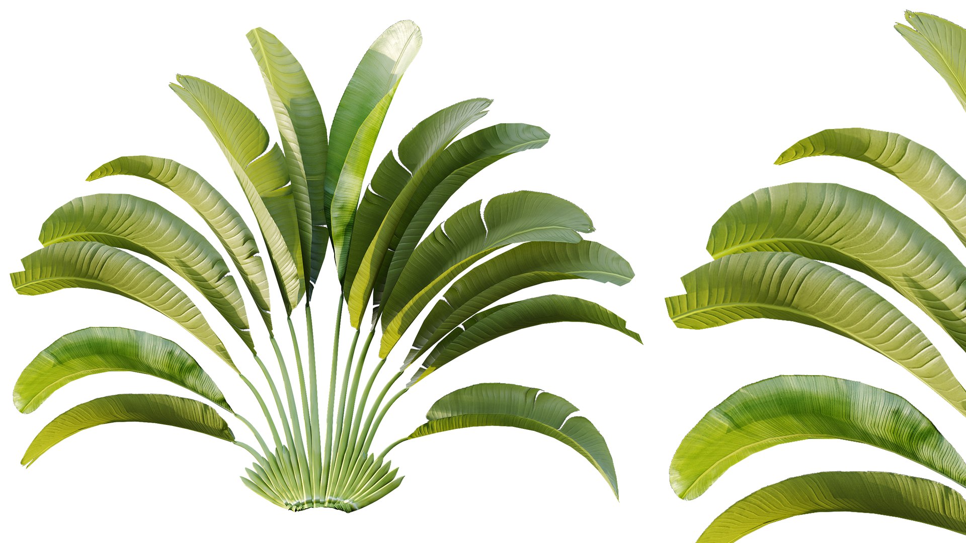 AV Plant Strelitzia Nicolai Palm Bush 01 3D model https://p.turbosquid.com/ts-thumb/dL/K19Ump/8r/03/png/1785328612/1920x1080/fit_q87/dc4eb0f8de010d182ef496829b383148ad9e2ba1/03.jpg