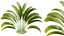 Plante AV Strelitzia Nicolai Palmier 01