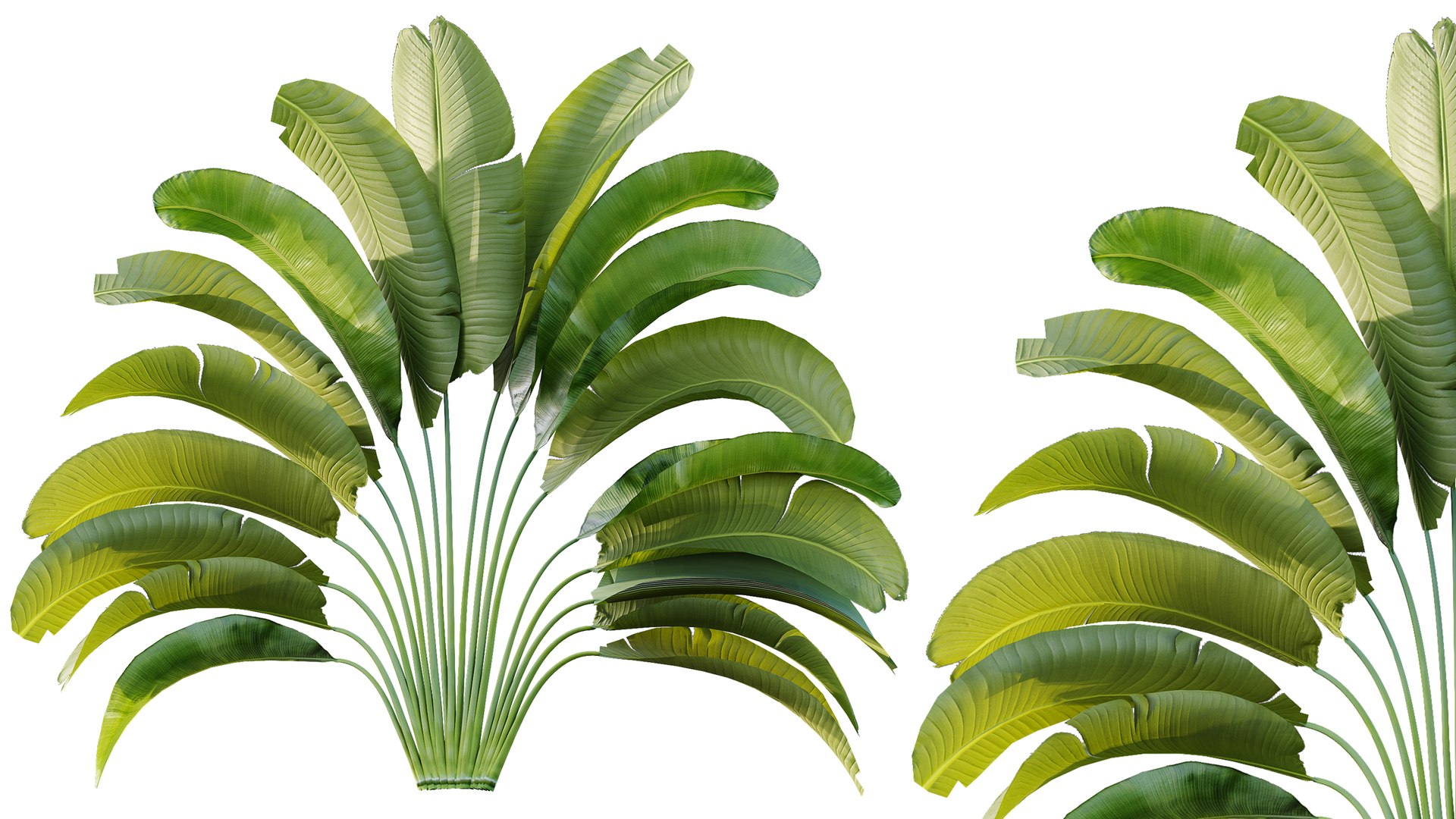 AV Plant Strelitzia Nicolai Palm Bush 01 3D model https://p.turbosquid.com/ts-thumb/dL/K19Ump/Q6/04/png/1785328613/1920x1080/fit_q87/e5cb4bf0f8d80d716360102f4b39b2e63ada2852/04.jpg