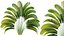 Plante AV Strelitzia Nicolai Palmier 01