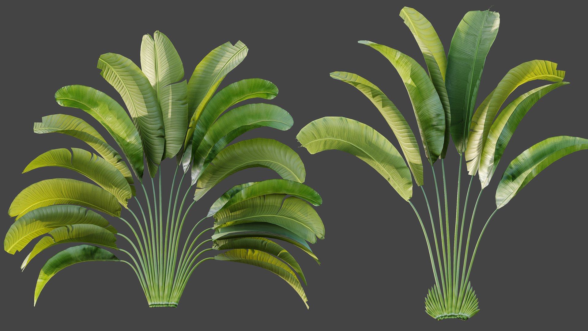 AV Plant Strelitzia Nicolai Palm Bush 01 3D model https://p.turbosquid.com/ts-thumb/dL/K19Ump/XN/06/png/1785328615/1920x1080/fit_q87/e8f6a4c650c25ede47b54c4db9119c7d6e7672d9/06.jpg