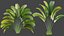 Plante AV Strelitzia Nicolai Palmier 01