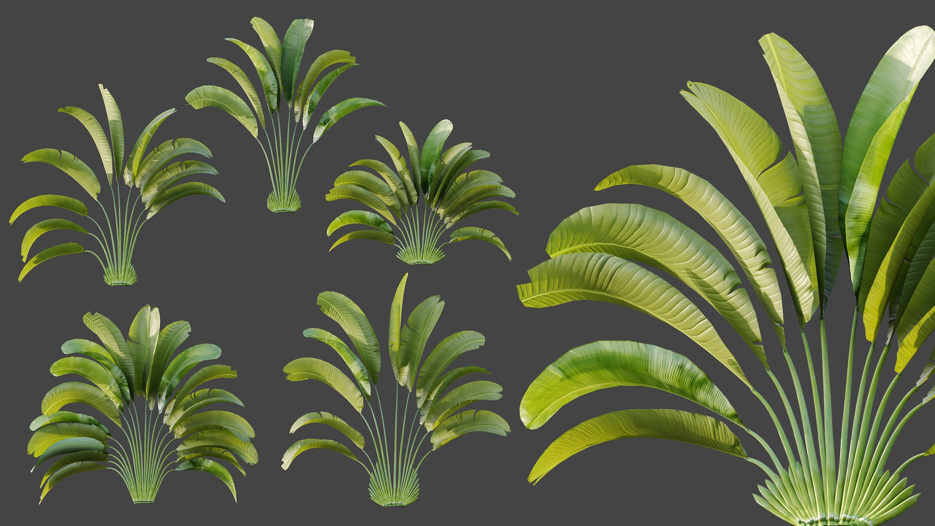 AV Plant Strelitzia Nicolai Palm Bush 01 3D model https://p.turbosquid.com/ts-thumb/dL/K19Ump/aF/05/png/1785328616/1920x1080/fit_q87/6cd3df48c86583d3b80f0cb6f87198ad827982a1/05.jpg