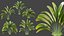 Plante AV Strelitzia Nicolai Palmier 01