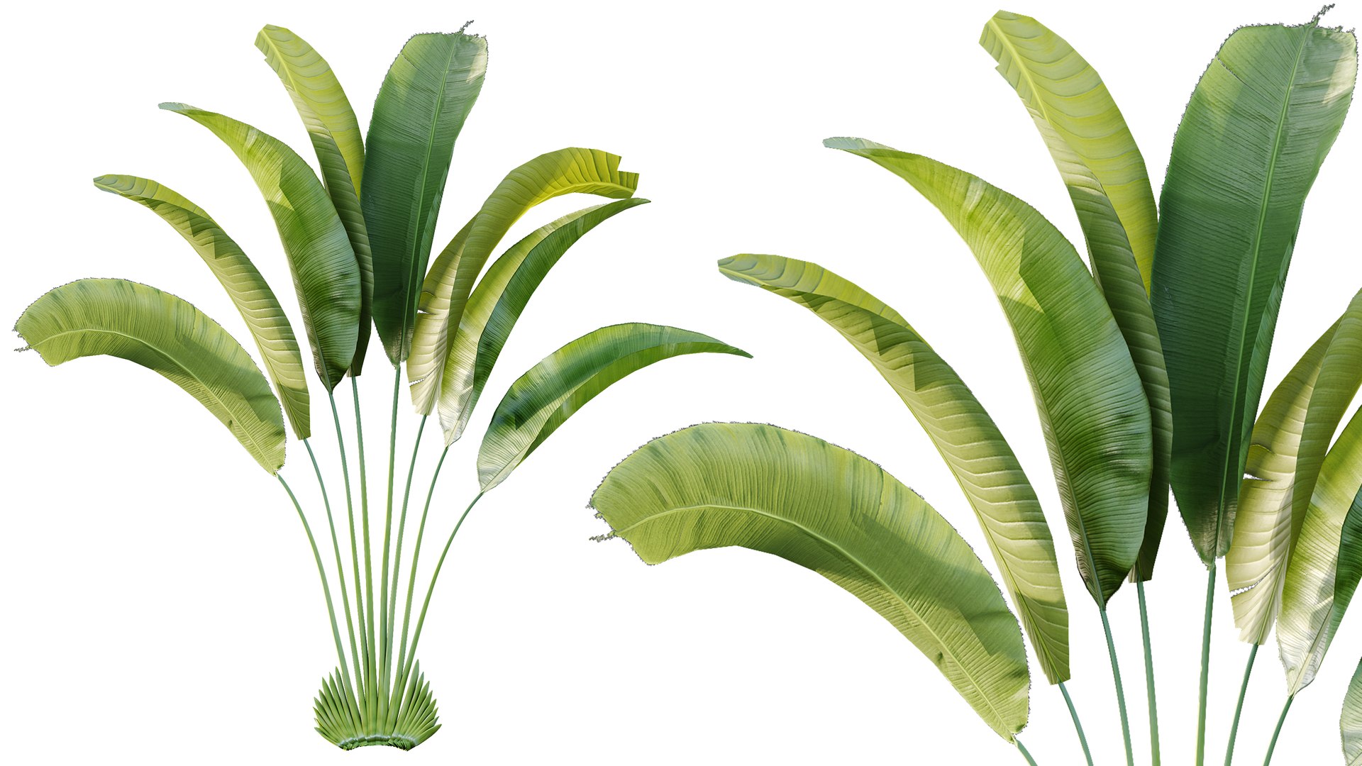 AV Plant Strelitzia Nicolai Palm Bush 01 3D model https://p.turbosquid.com/ts-thumb/dL/K19Ump/p6/02/png/1785328611/1920x1080/fit_q87/b0b2f1f9dc11cd4f29d8fc34c042132cb622c9fd/02.jpg