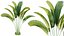 Plante AV Strelitzia Nicolai Palmier 01