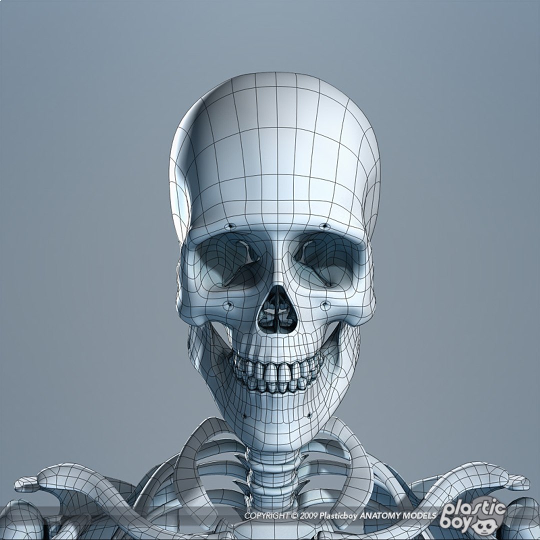 human skeleton 3d model https://p.turbosquid.com/ts-thumb/dL/SQPg8M/24CfvY2n/skeleton_wf_04/jpg/1299073614/1920x1080/fit_q87/c221a59f67d6380d354144d0723b23bf95e89a66/skeleton_wf_04.jpg