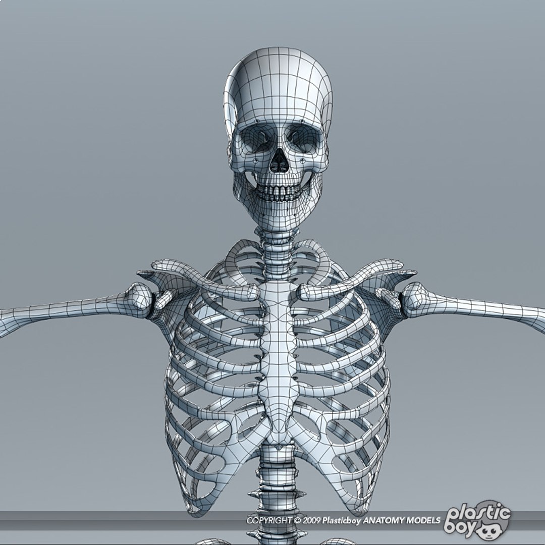 human skeleton 3d model https://p.turbosquid.com/ts-thumb/dL/SQPg8M/2WtbJs6R/skeleton_wf_05/jpg/1299073614/1920x1080/fit_q87/a5242b66af58a7df688d92e04fcaf6f50b7552f9/skeleton_wf_05.jpg